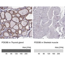 PDE8B Antibody, Novus Biologicals 0.1mL; Unlabeled:Antibodies, Polyclonal